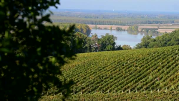 Beautiful Vineyard Landscape-Bordeaux Vineyard — Stock Video