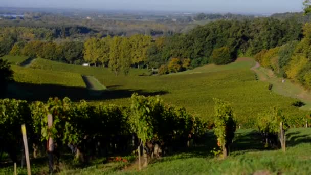 Hermoso viñedo Paisaje-Burdeos Viñedo — Vídeos de Stock