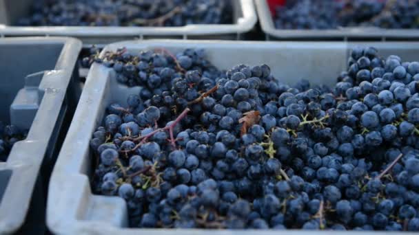 Bunch of red grapes in box during the harvest — Stock Video