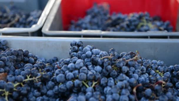 Куча красного винограда в коробке во время сбора урожая — стоковое видео