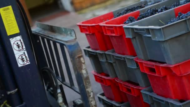 Forklift moving a crate palette of grapes during the harvest — Stock Video