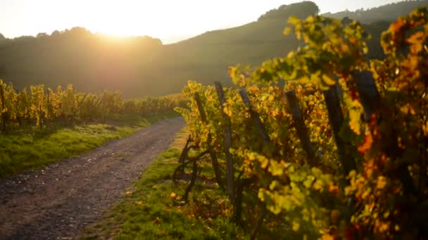 Sunset in Alsace Vineyard France — Stock Video