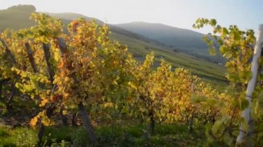 Günbatımı Alsace bağ Fransa