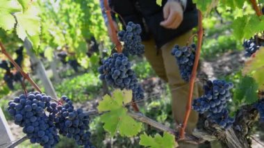 Onun bağ Winemaker kesme üzüm