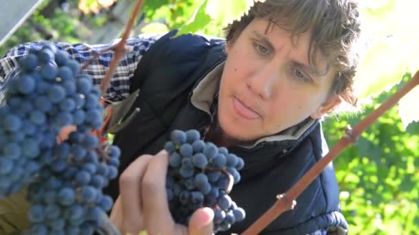 Winemaker cutting grapes in his vineyard — Stock Video