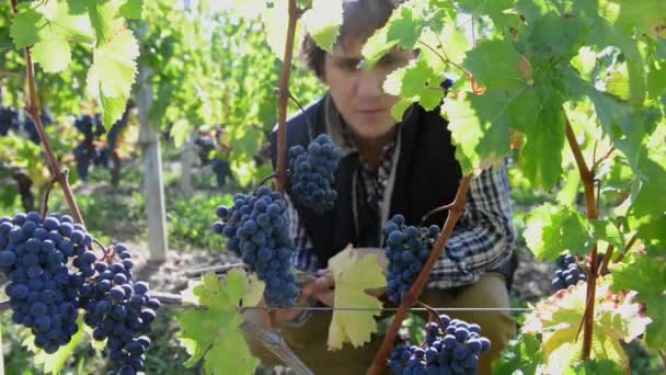 Winegrower examining the maturity of its grapes with a tablet in his vineyard — Stock Video
