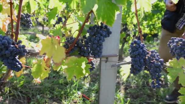 Winegrower examining the maturity of its grapes with a tablet in his vineyard — Stock Video