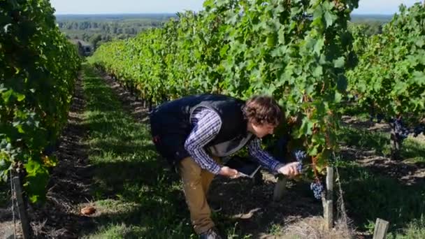 Vinicultor examinando a maturidade de suas uvas com um tablet em sua vinha — Vídeo de Stock