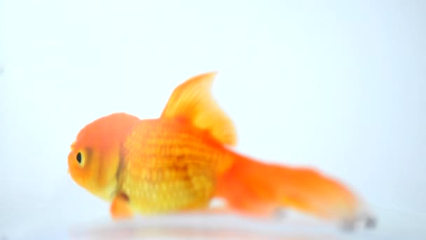 金魚ストック動画 ロイヤリティフリー金魚動画 Depositphotos