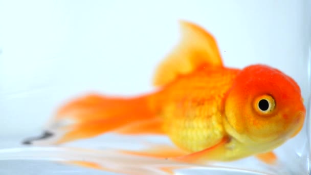 金魚ストック動画 ロイヤリティフリー金魚動画 Depositphotos