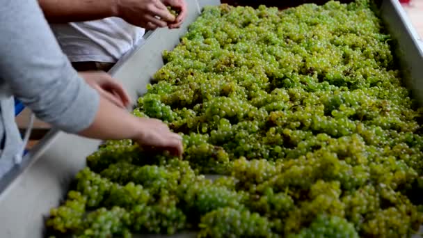 Colheita de videira branca-manual de triagem de reboque em vinícola — Vídeo de Stock