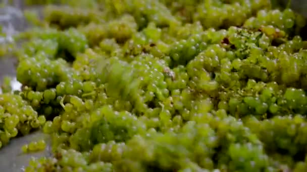 Récolte vigne blanche-Remorque de tri manuel dans la cave — Video