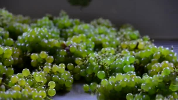 Harvest white vine-Manual sorting table in vinery — Stock Video