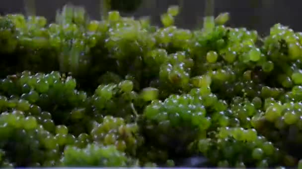 Сбор урожая белого винограда-ручной сортировки стол в винодельне — стоковое видео
