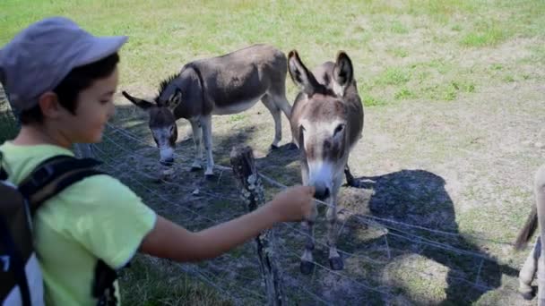 Niño dando comida para burros — Vídeo de stock