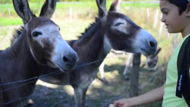 Jeune garçon donnant de la nourriture pour les ânes — Video