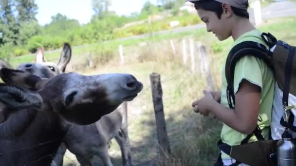 Jonge jongen geven voedsel voor ezels — Stockvideo