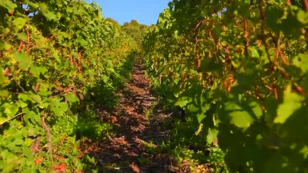 Champagne wijngaarden op het gebied van de Cote des Bar van het departement Aube in de buurt van Reims — Stockvideo