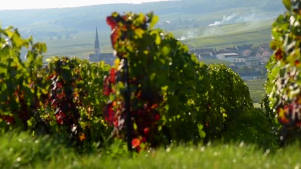 Champagne wijngaarden op het gebied van de Cote des Bar van het departement Aube in de buurt van Reims — Stockvideo