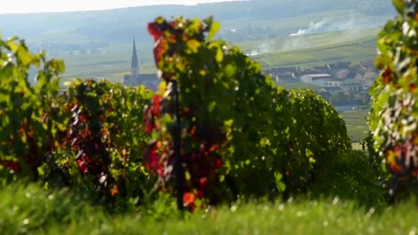 Champagner-Weinberge an der Cote des Bar im Departement Aube bei Reims — Stockvideo