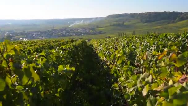 Vignobles de Champagne en Côte des Bar dans le département de l'Aube près de Reims, Champagne-Ardennes, France, Europe 