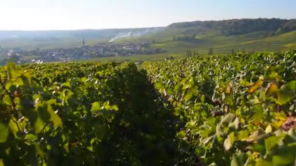 Champagne wijngaarden op het gebied van de Cote des Bar van het departement Aube in de buurt van Reims, Champagne-Ardennen, Frankrijk, Europa — Stockvideo