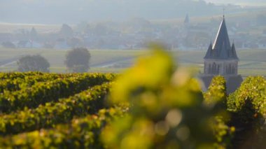 Ville yakın Marne bölümünün Montagne de Reims alanında şampanya üzüm bağları-Dommange, şampanya Ardennes, Fransa, Europe