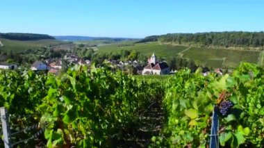 Viviers sur Artaut, şampanya Ardennes, Fransa, Europe yakın Aube bölümünün Cote des Bar alanında şampanya üzüm bağları