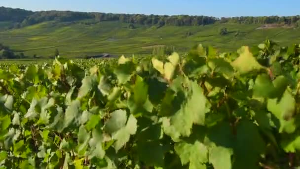 Champagne-szőlőhegy közelében Reims, Champagne-Ardennes, Franciaország, Európa Aube Tanszék Cote des Bar területén — Stock videók