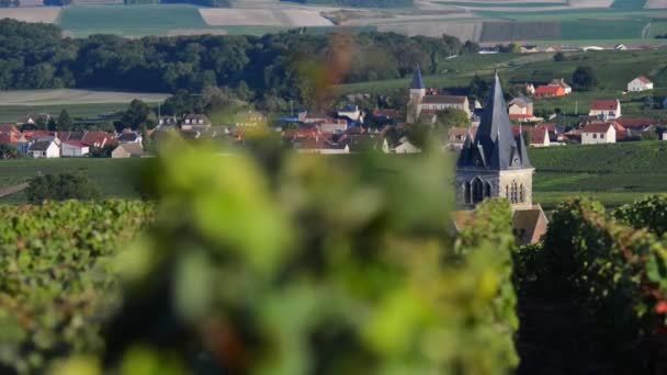 Ville yakın Marne bölümünün Montagne de Reims alanında şampanya üzüm bağları-Dommange, şampanya Ardennes, Fransa, Europe — Stok video