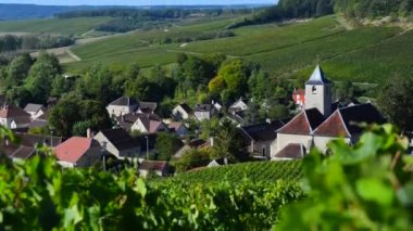 Viviers sur Artaut, şampanya Ardennes, Fransa, Europe yakın Aube bölümünün Cote des Bar alanında şampanya üzüm bağları