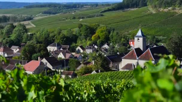 Champagne wijngaarden op het gebied van de Cote des Bar van het departement Aube in de buurt van Viviers sur Artaut, Champagne-Ardennen, Frankrijk, Europa — Stockvideo