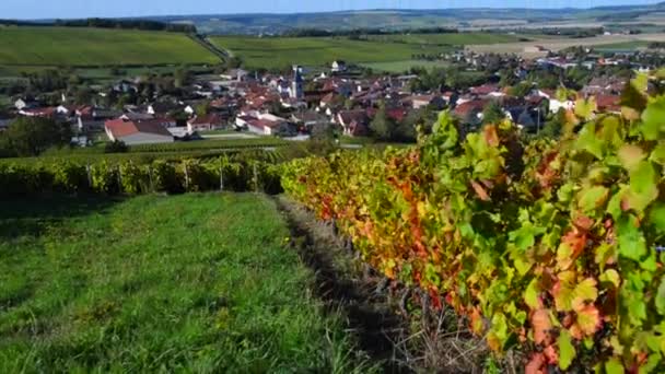 Baroville, şampanya Ardennes, Fransa, Europe yakın Aube bölümünün Cote des Bar alanında şampanya üzüm bağları — Stok video