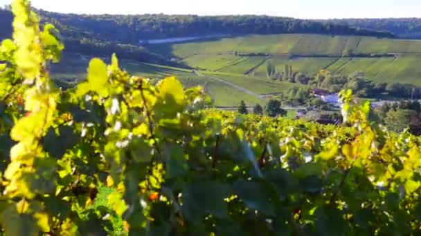 Champagne wijngaarden op het gebied van de Cote des Bar van het departement Aube in de buurt van Baroville, Champagne-Ardennen, Frankrijk, Europa — Stockvideo