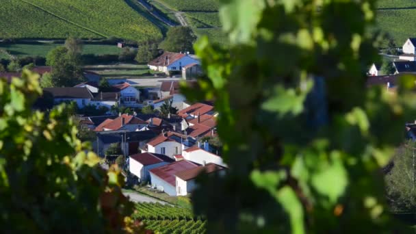 Champagne wijngaarden op het gebied van de Cote des Bar van het departement Aube in de buurt van Baroville, Champagne-Ardennen, Frankrijk, Europa — Stockvideo