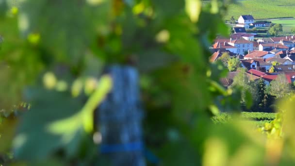 Виноградники Шампані в області Cote des бар департаменту об недалеко від Баровіль, Шампань-Арденни, Франція, Європа — стокове відео