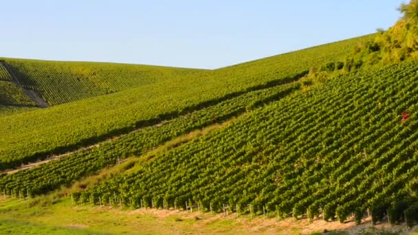 Winnice Szampanii w obszarze Cote des Bar w pobliżu Les Riceys, Szampanii-Ardenów, Francja, Europa Langwedocja-Roussillon, w departamencie Aube — Wideo stockowe