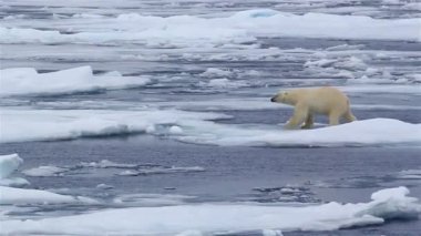 Kutup Ayısı Deniz Buzu, Svalbard, Kuzey Kutup Seferi Kuzey Kutbu Görüntüleri, Sağlıklı Erkek Kutup Ayısı