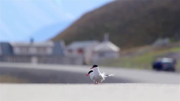 Arktisk Tern Vägen Spetsbergennärbild Skott Svalbard Expedition Sommar — Stockvideo