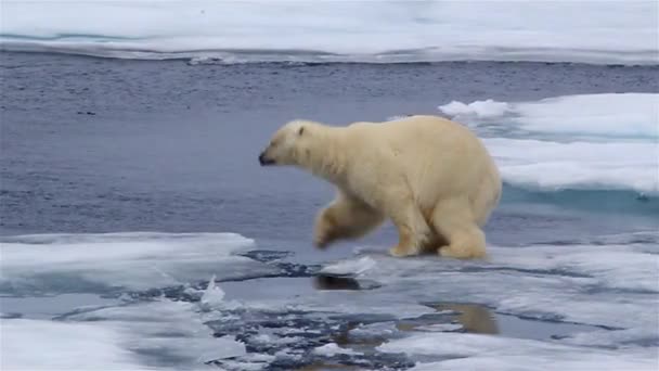 Polární Medvěd Skok Mezi Ledovými Toky Zdravý Muž Polární Medvěd — Stock video