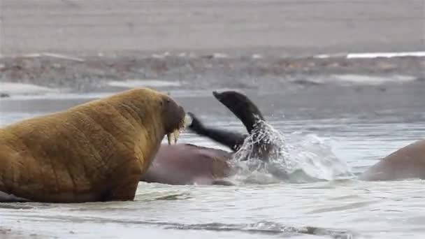 Walrus Young Adult Male Watermedium Shot Svalbard Experience Summer — стокове відео