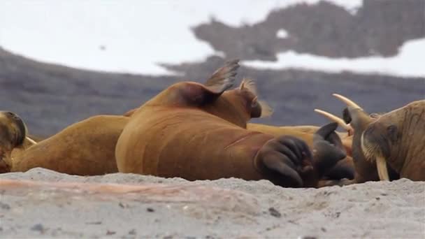 Walrus Відпочиває Bitchmedium Знімок Експедиції Svalbard Літо — стокове відео