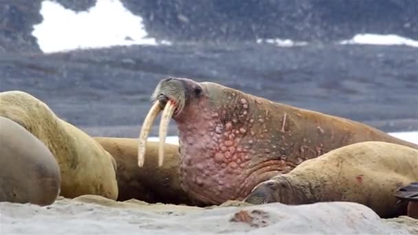 Walrus Відпочиває Bitchmedium Знімок Експедиції Svalbard Літо — стокове відео