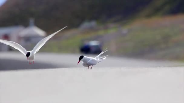 Arctic Tern Road Spitsbergenclose Shot Svalbard Expedition Summer — Stock Video