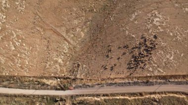 İsrail çitlerine yakın bir keçi sürüsü, İHA 'nın görüşü İsrail, Aralık 2020