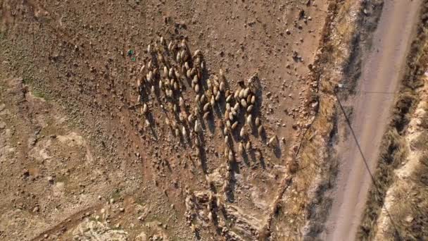 Srail Çitlerine Yakın Bir Keçi Sürüsü Nın Görüşü Srail Aralık — Stok video