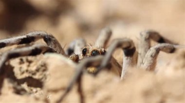 Kurt Örümcek çölde avını bekliyor, Yakın çekim, Judean Çölü, İsrail