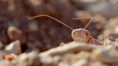 Desert Praying Mantis antenleri rüzgarda sallanıyor Yakın çekim, Negev Çölü, İsrail