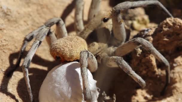 Wolf Spider Egg Sack Pustyni Zdjęcia Bliska Pustynia Judejska Izrael — Wideo stockowe