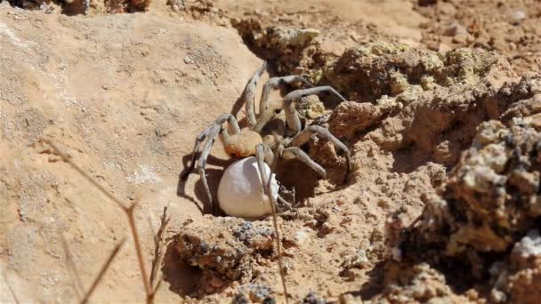 Wolf Spider Egg Sack Pustyni Zdjęcia Bliska Pustynia Judejska Izrael — Wideo stockowe
